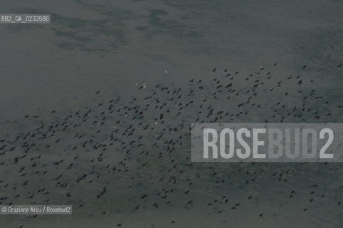 VENEZIA 10/10/06 FOTO AEREE AI LAVORI IN CORSO  PER LA RICOSTRUZIONE BARENE UCCELLI  ©Graziano Arici/Rosebud2 CONSORZIO VENEZIA NUOVA LAGUNA