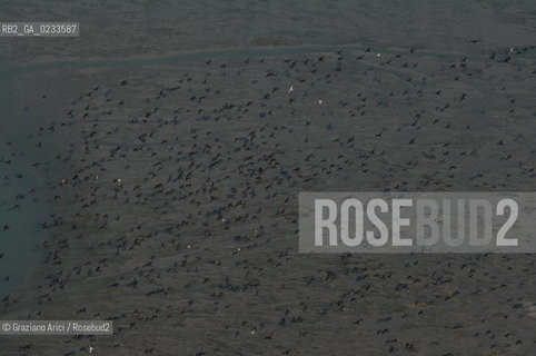 VENEZIA 10/10/06 FOTO AEREE AI LAVORI IN CORSO  PER LA RICOSTRUZIONE BARENE UCCELLI  ©Graziano Arici/Rosebud2 CONSORZIO VENEZIA NUOVA LAGUNA