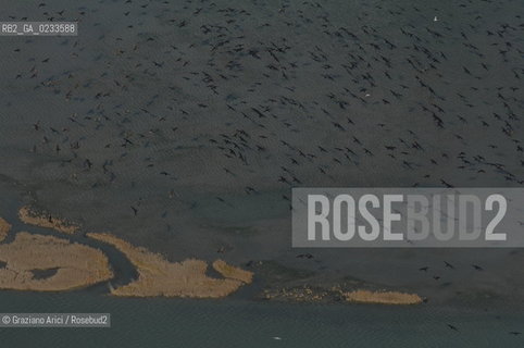 VENEZIA 10/10/06 FOTO AEREE AI LAVORI IN CORSO  PER LA RICOSTRUZIONE BARENE UCCELLI  ©Graziano Arici/Rosebud2 CONSORZIO VENEZIA NUOVA LAGUNA