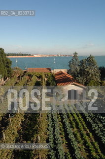 VENEZIA 3 NOVEMBRE 2006 - COMPLESSO CONVENTUALE DEI FRATI FRANCESCANI DI S.FRANCESCO DELLA VIGNA - ORTO E VIGNA  ©Graziano Arici/Rosebud2 MURANO BURANO