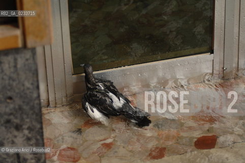 VENEZIA 22 NOVEMBRE 2006 - ALTA MAREA ACQUA ALTA ©Graziano Arici/Rosebud2 COLOMBO PICCIONE