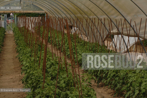 VENEZIA 1/08/2007 - LITORALE DEL CAVALLINO TREPORTI SERRE ED ORTI  ©Graziano Arici/Rosebud2