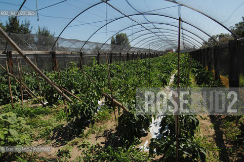 VENEZIA 1/08/2007 - LITORALE DEL CAVALLINO TREPORTI SERRE ED ORTI  ©Graziano Arici/Rosebud2
