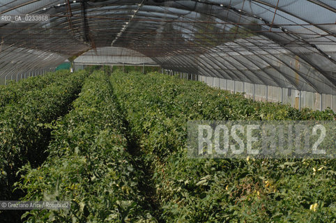 VENEZIA 1/08/2007 - LITORALE DEL CAVALLINO TREPORTI SERRE ED ORTI  ©Graziano Arici/Rosebud2