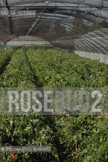 VENEZIA 1/08/2007 - LITORALE DEL CAVALLINO TREPORTI SERRE ED ORTI  ©Graziano Arici/Rosebud2