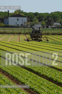 VENEZIA 1/08/2007 - LITORALE DEL CAVALLINO TREPORTI SERRE ED ORTI  ©Graziano Arici/Rosebud2