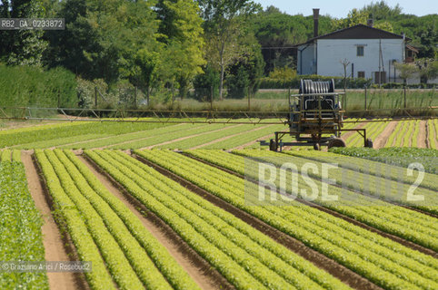 VENEZIA 1/08/2007 - LITORALE DEL CAVALLINO TREPORTI SERRE ED ORTI  ©Graziano Arici/Rosebud2