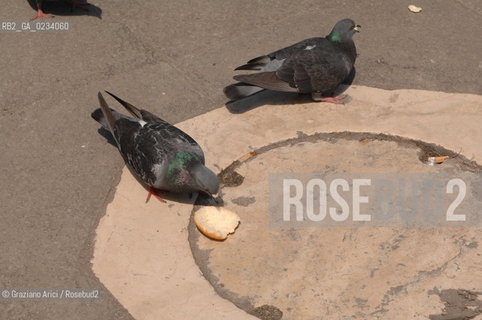 VENICE - 2006 - PIGEONS IN SAN MARCO SQUARE ©Graziano Arici/Rosebud2 COLOMBI PICCIONI GEO