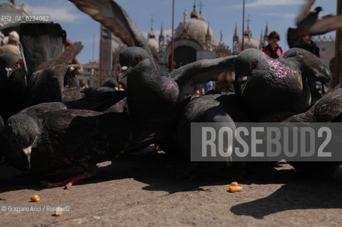 VENICE - 2006 - PIGEONS IN SAN MARCO SQUARE ©Graziano Arici/Rosebud2 COLOMBI PICCIONI GEO