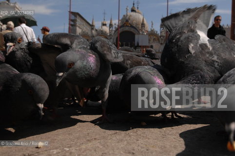 VENICE - 2006 - PIGEONS IN SAN MARCO SQUARE ©Graziano Arici/Rosebud2 COLOMBI PICCIONI GEO