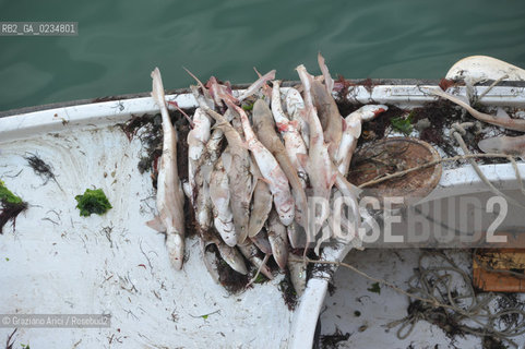 VENEZIA - 2009 - CANALE DI VENEZIA PESCA ©Graziano Arici/Rosebud2
