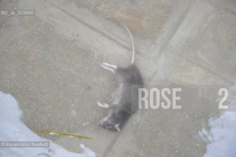 Venice 1/11/12 - High tide in Venice alta marea venezia acqua alta ©  graziano arici