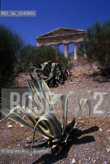-Sicilia,2002.Segesta(Trapani).Il tempio greco. Geo archeologia sito Segesta tempio.-Sicily,2002.Segesta(Trapani). The temple ©Graziano Arici/Rosebud2