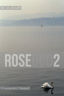 -Zurigo,1995. Lago di Zurigo. Svizzera Zurigo geo panorama natura cigno.-Zurich,1995. Lake of Zurich ©Graziano Arici/Rosebud2