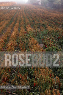 Ungheria,1978. Coltivazione di peperoncino.GEO peperoncino chilli .Hungary,1978. Cultivation of chilli pepper Mes ©  Graziano Arici