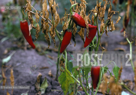 -Ungheria,1978. Coltivazione di peperoncino.GEO peperoncino chilli coltivazione pianta.-Hungary,1978. Cultivation of chilli pepper Mes ©  Graziano Arici