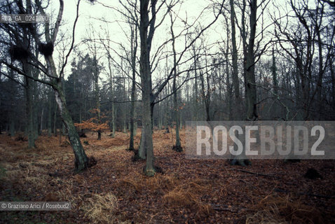 - Mare Baltico,1980.Boschi.GEO mare vegetazione bosco albero.- Baltic Sea,1980.Woods. Mes ©  Graziano Arici