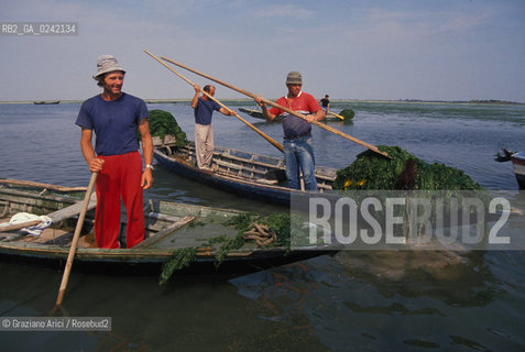 -venezia,1990. Pescatori di Burano raccolgono alghe dalla laguna durante una manifestazione di protesta. Inquinamento laguna alghe pescatore protesta Burano.-venice,1990. Fishermens protest against pollution of the lagoon:fishermen collect algae in the lagoon ©Graziano Arici/Rosebud2