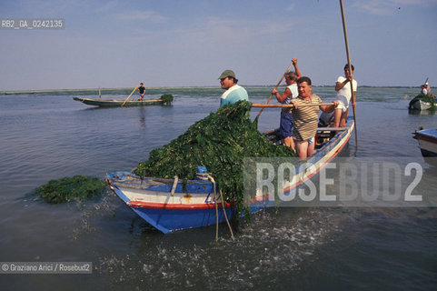 -venezia,1990. Pescatori di Burano raccolgono alghe dalla laguna durante una manifestazione di protesta. Inquinamento laguna alghe pescatore protesta Burano.-venice,1990. Fishermens protest against pollution of the lagoon:fishermen collect algae in the lagoon ©Graziano Arici/Rosebud2