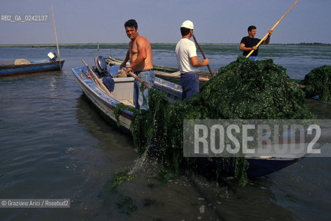 -venezia,1990. Pescatori di Burano raccolgono alghe dalla laguna durante una manifestazione di protesta. Inquinamento laguna alghe pescatore protesta Burano.-venice,1990. Fishermens protest against pollution of the lagoon:fishermen collect algae in the lagoon ©Graziano Arici/Rosebud2