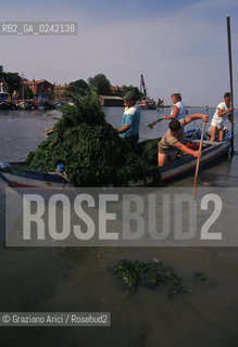 -venezia,1990. Pescatori di Burano raccolgono alghe dalla laguna durante una manifestazione di protesta. Inquinamento laguna alghe pescatore protesta Burano.-venice,1990. Fishermens protest against pollution of the lagoon:fishermen collect algae in the lagoon ©Graziano Arici/Rosebud2
