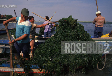 -venezia,1990. Pescatori di Burano raccolgono alghe dalla laguna durante una manifestazione di protesta. Inquinamento laguna alghe pescatore protesta Burano.-venice,1990. Fishermens protest against pollution of the lagoon:fishermen collect algae in the lagoon ©Graziano Arici/Rosebud2