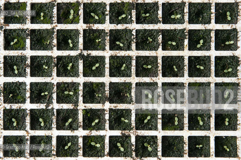 Foiano (Arezzo) 21/3/12 - Crescita delle piantine di tabacco in serra ©Graziano Arici/Rosebud2