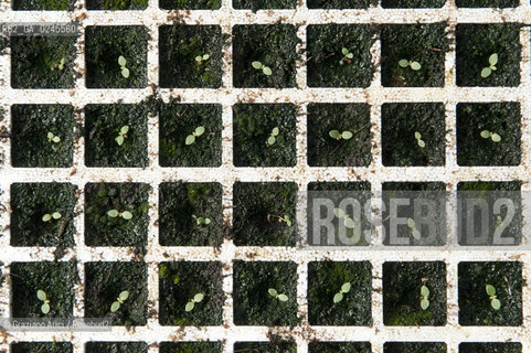 Foiano (Arezzo) 21/3/12 - Crescita delle piantine di tabacco in serra ©Graziano Arici/Rosebud2