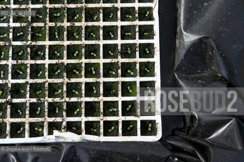 Foiano (Arezzo) 21/3/12 - Crescita delle piantine di tabacco in serra ©Graziano Arici/Rosebud2
