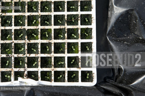 Foiano (Arezzo) 21/3/12 - Crescita delle piantine di tabacco in serra ©Graziano Arici/Rosebud2