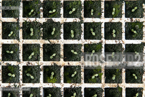 Foiano (Arezzo) 21/3/12 - Crescita delle piantine di tabacco in serra ©Graziano Arici/Rosebud2