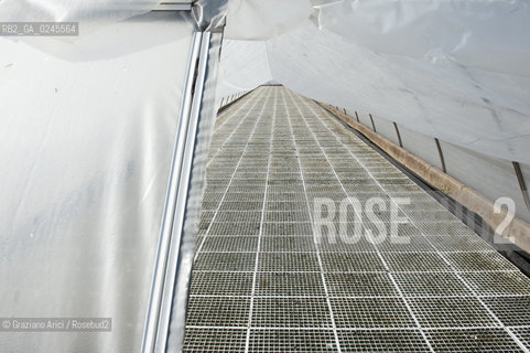 Foiano (Arezzo) 21/3/12 - Crescita delle piantine di tabacco in serra ©Graziano Arici/Rosebud2