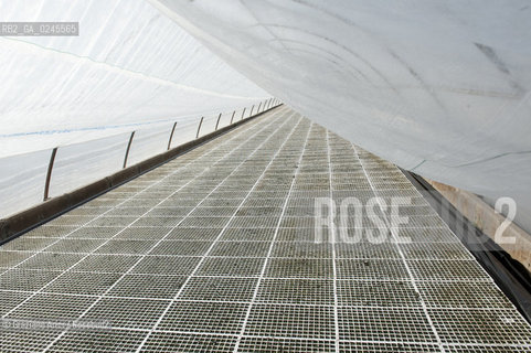 Foiano (Arezzo) 21/3/12 - Crescita delle piantine di tabacco in serra ©Graziano Arici/Rosebud2