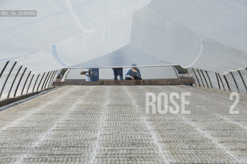 Foiano (Arezzo) 21/3/12 - Crescita delle piantine di tabacco in serra ©Graziano Arici/Rosebud2