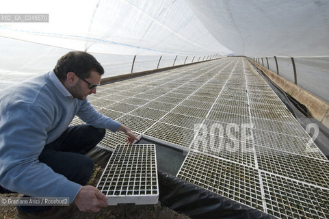 Foiano (Arezzo) 21/3/12 - Crescita delle piantine di tabacco in serra ©Graziano Arici/Rosebud2