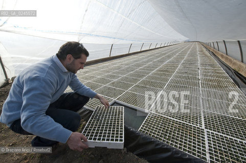 Foiano (Arezzo) 21/3/12 - Crescita delle piantine di tabacco in serra ©Graziano Arici/Rosebud2