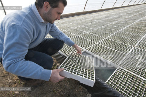 Foiano (Arezzo) 21/3/12 - Crescita delle piantine di tabacco in serra ©Graziano Arici/Rosebud2