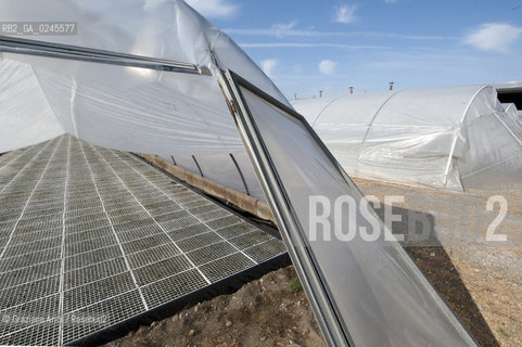 Foiano (Arezzo) 21/3/12 - Crescita delle piantine di tabacco in serra ©Graziano Arici/Rosebud2