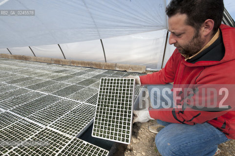 Foiano (Arezzo) 21/3/12 - Crescita delle piantine di tabacco in serra ©Graziano Arici/Rosebud2