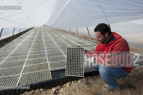 Foiano (Arezzo) 21/3/12 - Crescita delle piantine di tabacco in serra ©Graziano Arici/Rosebud2