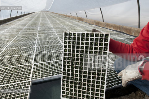 Foiano (Arezzo) 21/3/12 - Crescita delle piantine di tabacco in serra ©Graziano Arici/Rosebud2