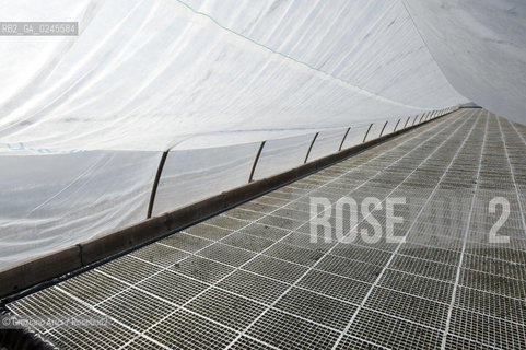 Foiano (Arezzo) 21/3/12 - Crescita delle piantine di tabacco in serra ©Graziano Arici/Rosebud2