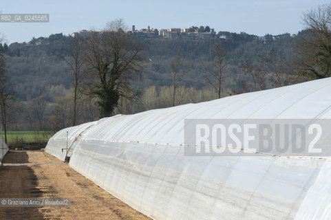 Foiano (Arezzo) 21/3/12 - Crescita delle piantine di tabacco in serra ©Graziano Arici/Rosebud2