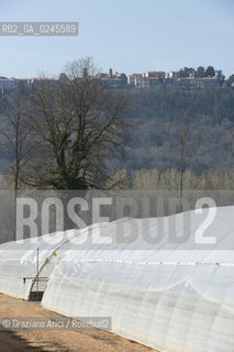 Foiano (Arezzo) 21/3/12 - Crescita delle piantine di tabacco in serra ©Graziano Arici/Rosebud2