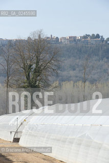 Foiano (Arezzo) 21/3/12 - Crescita delle piantine di tabacco in serra ©Graziano Arici/Rosebud2
