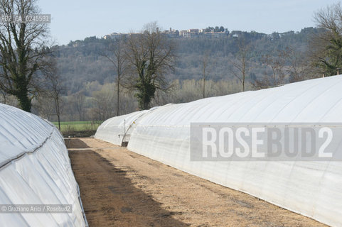 Foiano (Arezzo) 21/3/12 - Crescita delle piantine di tabacco in serra ©Graziano Arici/Rosebud2