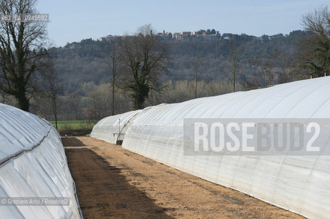 Foiano (Arezzo) 21/3/12 - Crescita delle piantine di tabacco in serra ©Graziano Arici/Rosebud2