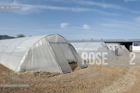 Foiano (Arezzo) 21/3/12 - Crescita delle piantine di tabacco in serra ©Graziano Arici/Rosebud2
