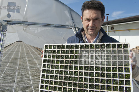 Foiano (Arezzo) 21/3/12 - Crescita delle piantine di tabacco in serra ©Graziano Arici/Rosebud2