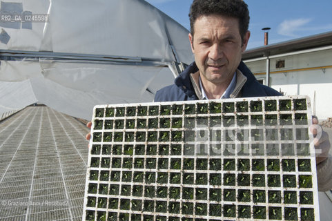 Foiano (Arezzo) 21/3/12 - Crescita delle piantine di tabacco in serra ©Graziano Arici/Rosebud2